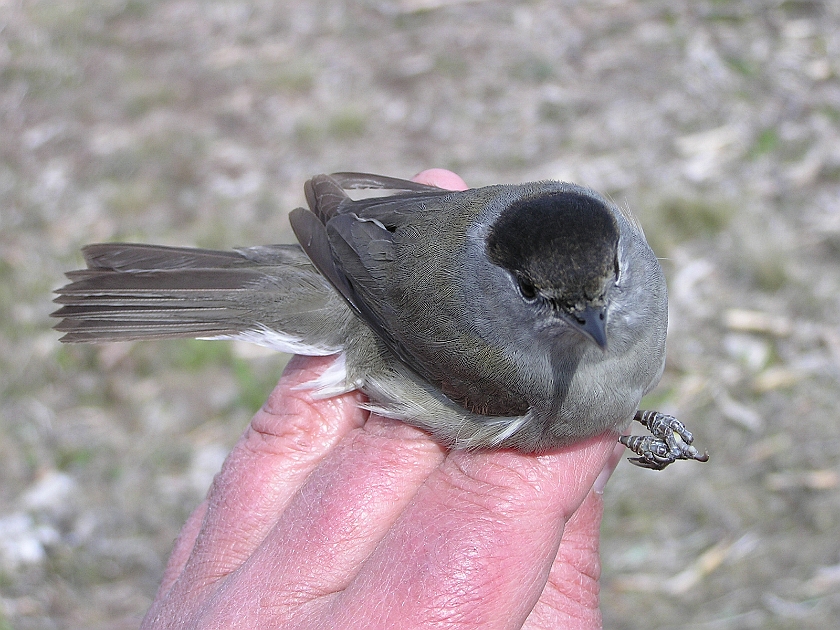 Blackcap, Sundre 20050511